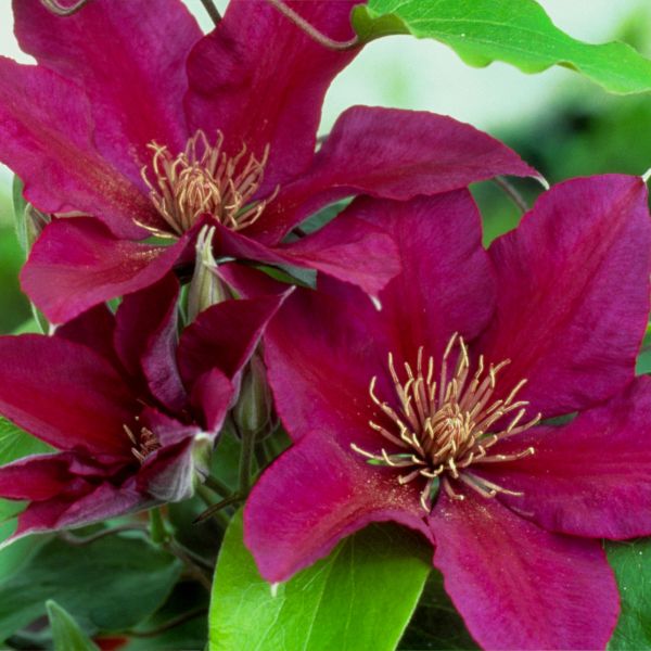 Picardy Clematis Blooms