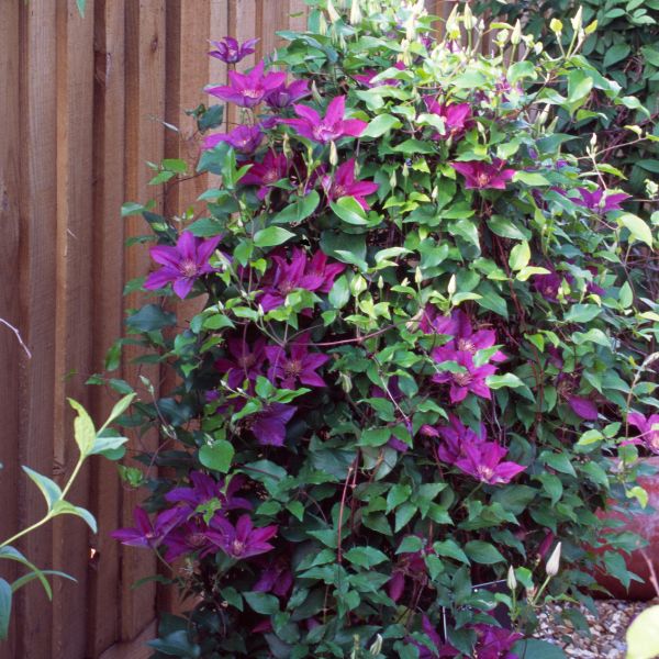 Picardy Clematis Climbing
