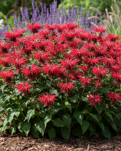 'Pocahontas Red Rose' Bee Balm with other flowering plants in a garden setting