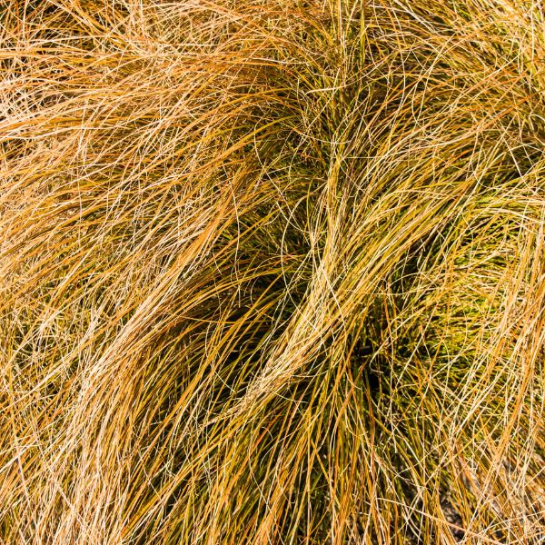 Prairie Fire New Zealand Sedge Grass