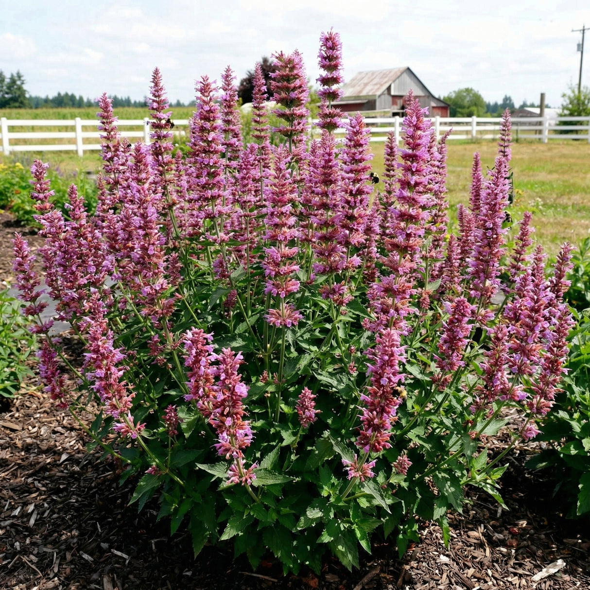 Prince's Plume Hyssop