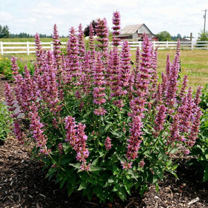 Prince's Plume Hyssop