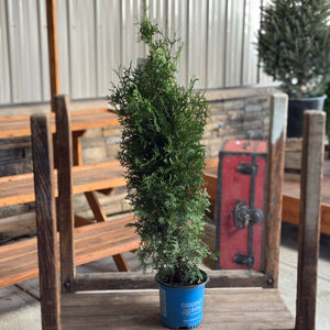 Make your winter garden stand out with the Private Jet Arborvitae. Its rich, dark foliage adds sophistication and privacy, perfect for upscale landscapes and holiday displays.