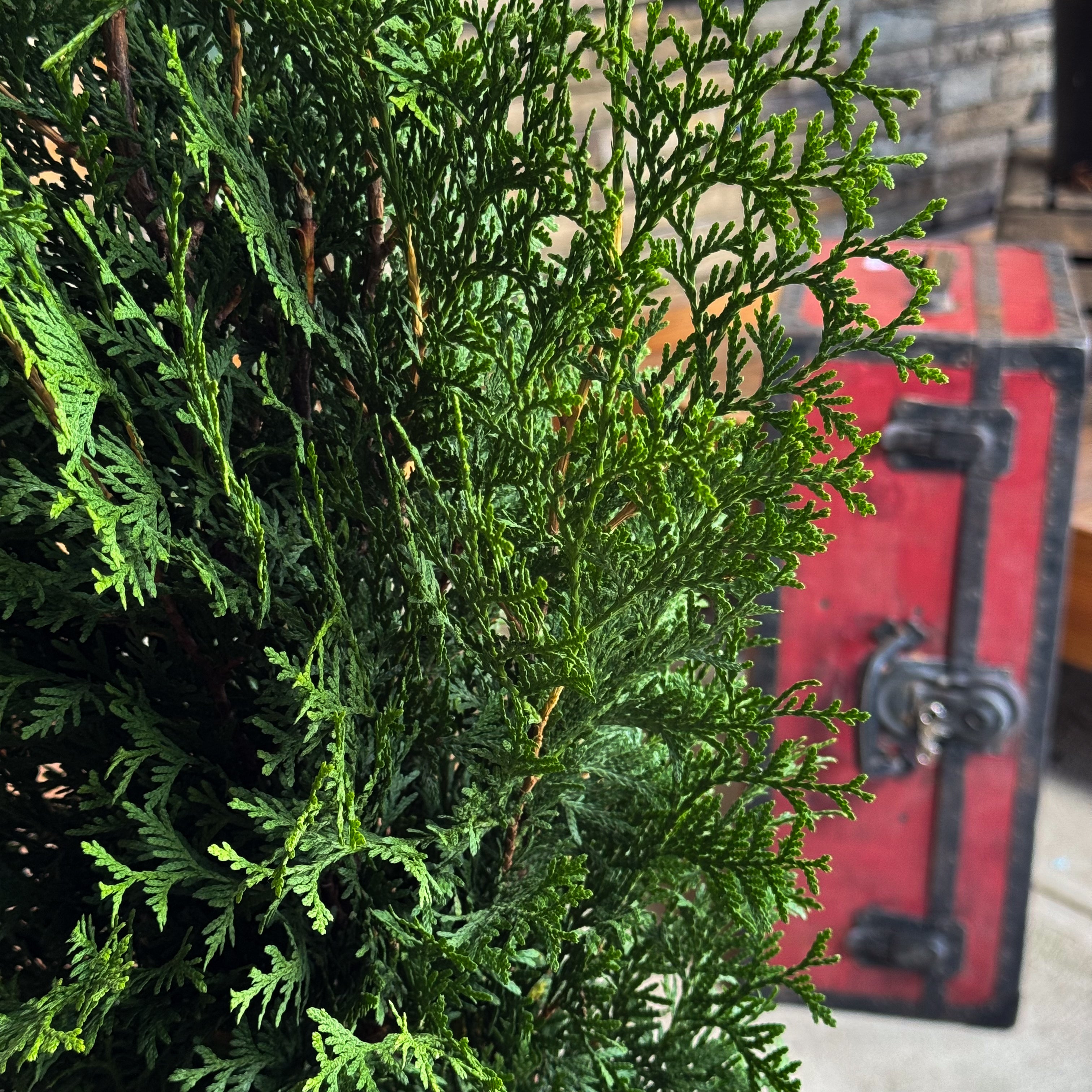 Make your winter garden stand out with the Private Jet Arborvitae. Its rich, dark foliage adds sophistication and privacy, perfect for upscale landscapes and holiday displays.