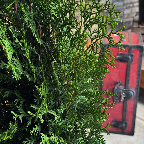 Make your winter garden stand out with the Private Jet Arborvitae. Its rich, dark foliage adds sophistication and privacy, perfect for upscale landscapes and holiday displays.