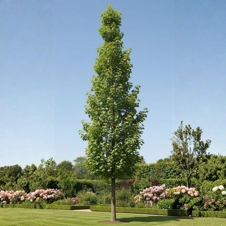 A tall columnar tulip tree with bright green summer foliage stands prominently in a formal garden landscape with pink flowering shrubs and manicured.