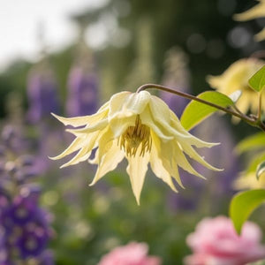 Funyella Clematis (Clematis 'Novafun'). A vigorous vining perennial trained on a trellis, displaying numerous double, bell-shaped, nodding blooms in a mix of purple and magenta.