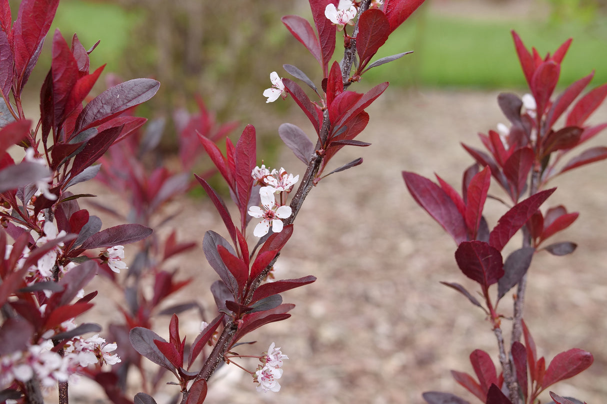 Stay Classy® Purple Leaf Sand Cherry (Prunus x cistena 'UCONNPCSDR') foliage and growth habit in the landscape.