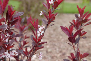 Stay Classy® Purple Leaf Sand Cherry (Prunus x cistena 'UCONNPCSDR') foliage and growth habit in the landscape.
