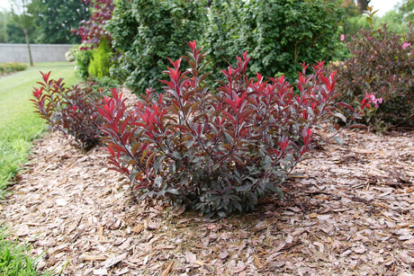 Stay Classy® Purple Leaf Sand Cherry (Prunus x cistena 'UCONNPCSDR'), a shrub featuring multi-trunked, oval form.