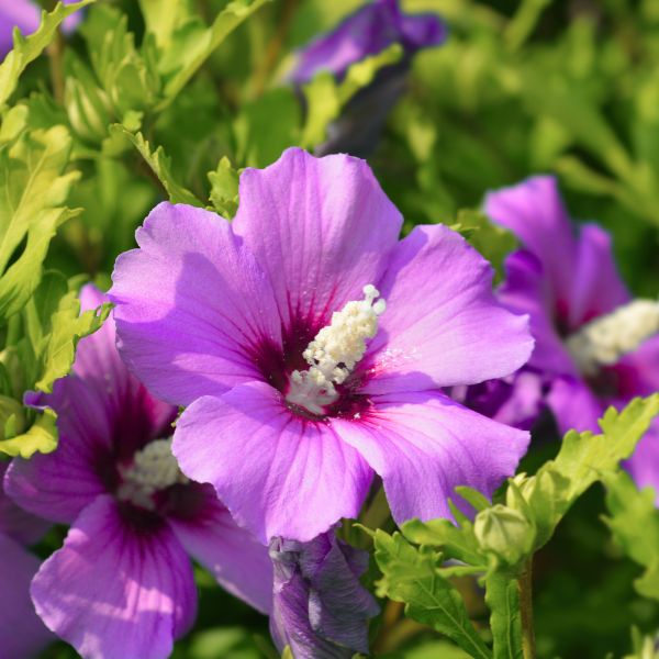 Proven Winners® Purple Satin® Rose of Sharon