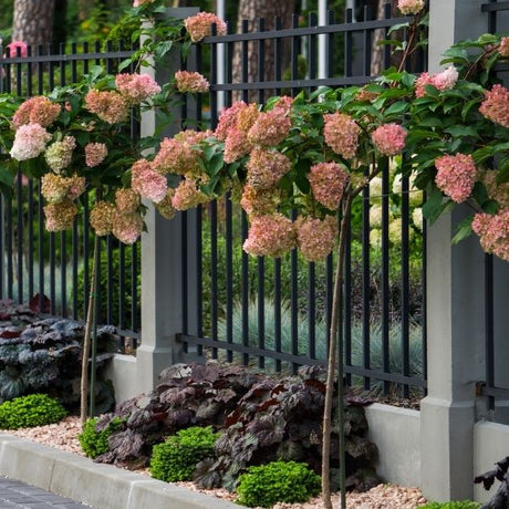 A specimen Quick Fire Hydrangea Tree, excellent for full sun containers or landscapes. Blooms appear early, with large, upright flower panicles that age to a beautiful rosy-red.