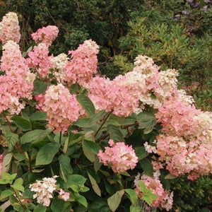 Quick Fire® Panicle Hydrangea Tree