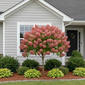 Hydrangea paniculata Bulk (Quick Fire) is a cold-hardy and low-maintenance accent tree. Its flowers transition from white to deep pink, providing long-lasting color into fall.