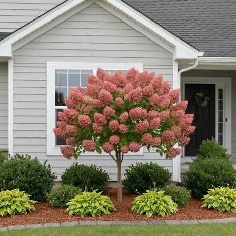 Hydrangea paniculata Bulk (Quick Fire) is a cold-hardy and low-maintenance accent tree. Its flowers transition from white to deep pink, providing long-lasting color into fall.