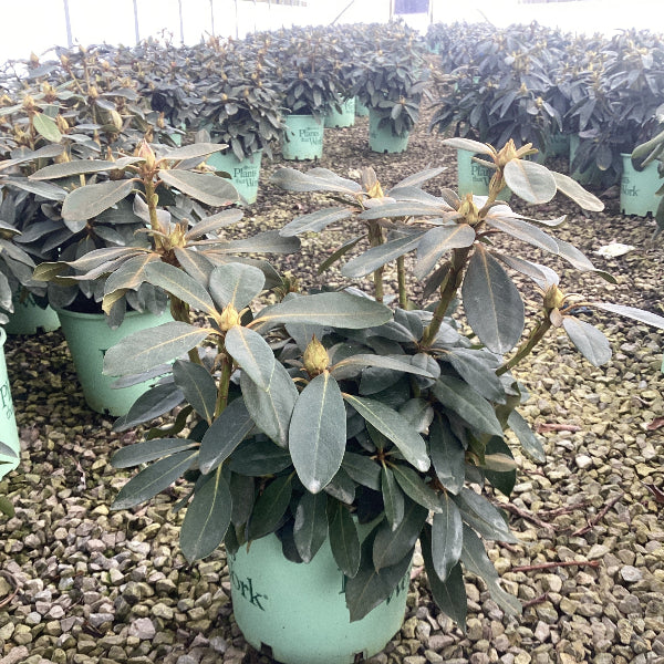 Holden’s™ Red Rhododendron