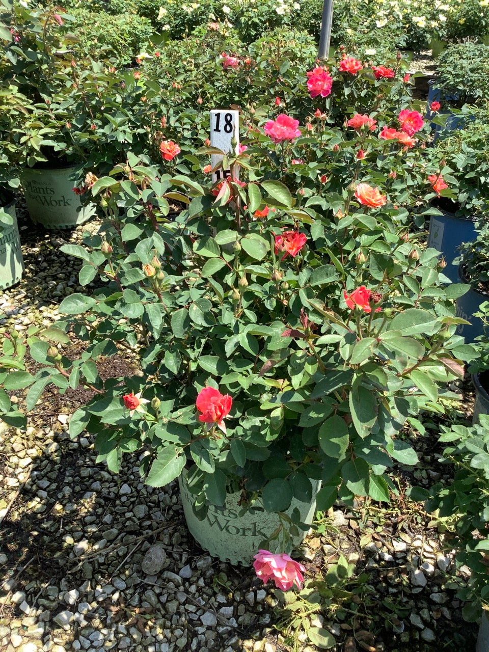 Coral Miracle On The Hudson™ Rose