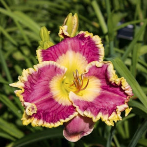 Raspberry Eclipse Daylily (Hemerocallis) showing large, raspberry-purple blooms with a contrasting chartreuse throat and ruffled edges. A dramatic mid-season perennial.