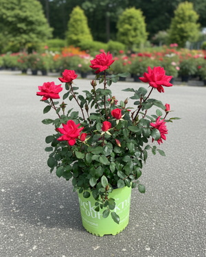 2 Gallon Double Red Knockout Rose at Nature Hills Nursery. 