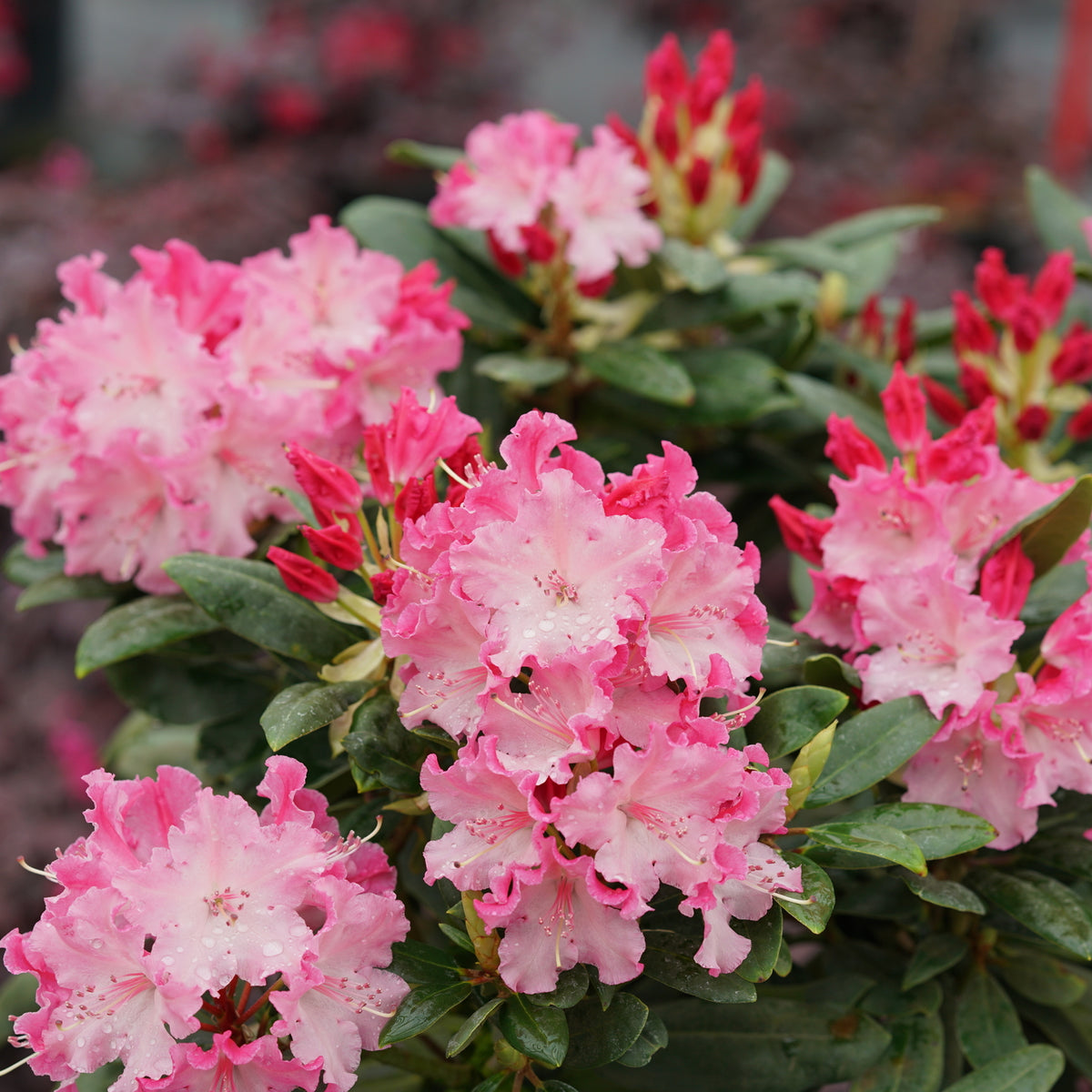 Dandy Man Color Wheel® Rhododendron | Three Colors in One | Nature Hills