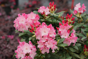 Dandy Man Color Wheel® Rhododendron