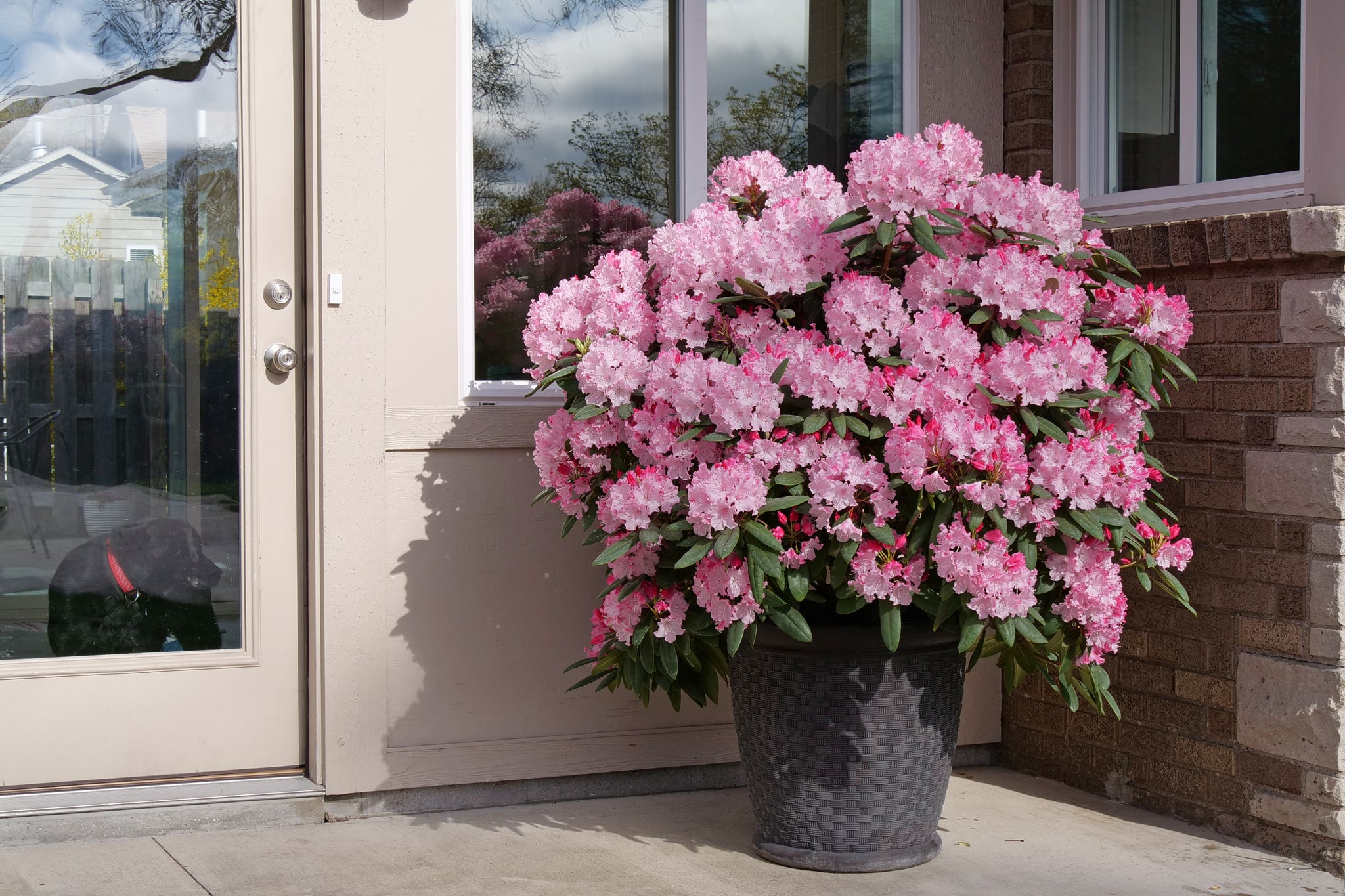 花 udontondon Dandy Man Color Wheel® Rhododendron | Three Colors in One | Nature