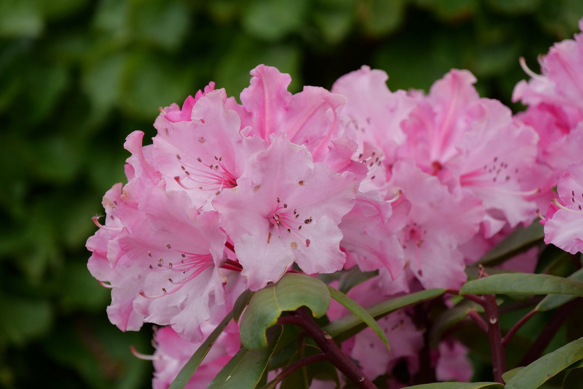 Dandy Man Color Wheel® Rhododendron | Three Colors in One