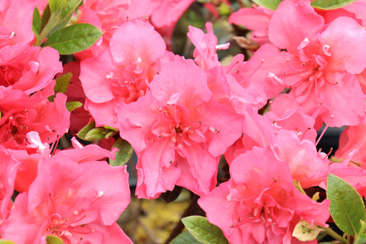 Perfecto Mundo® Epic Coral® Azalea