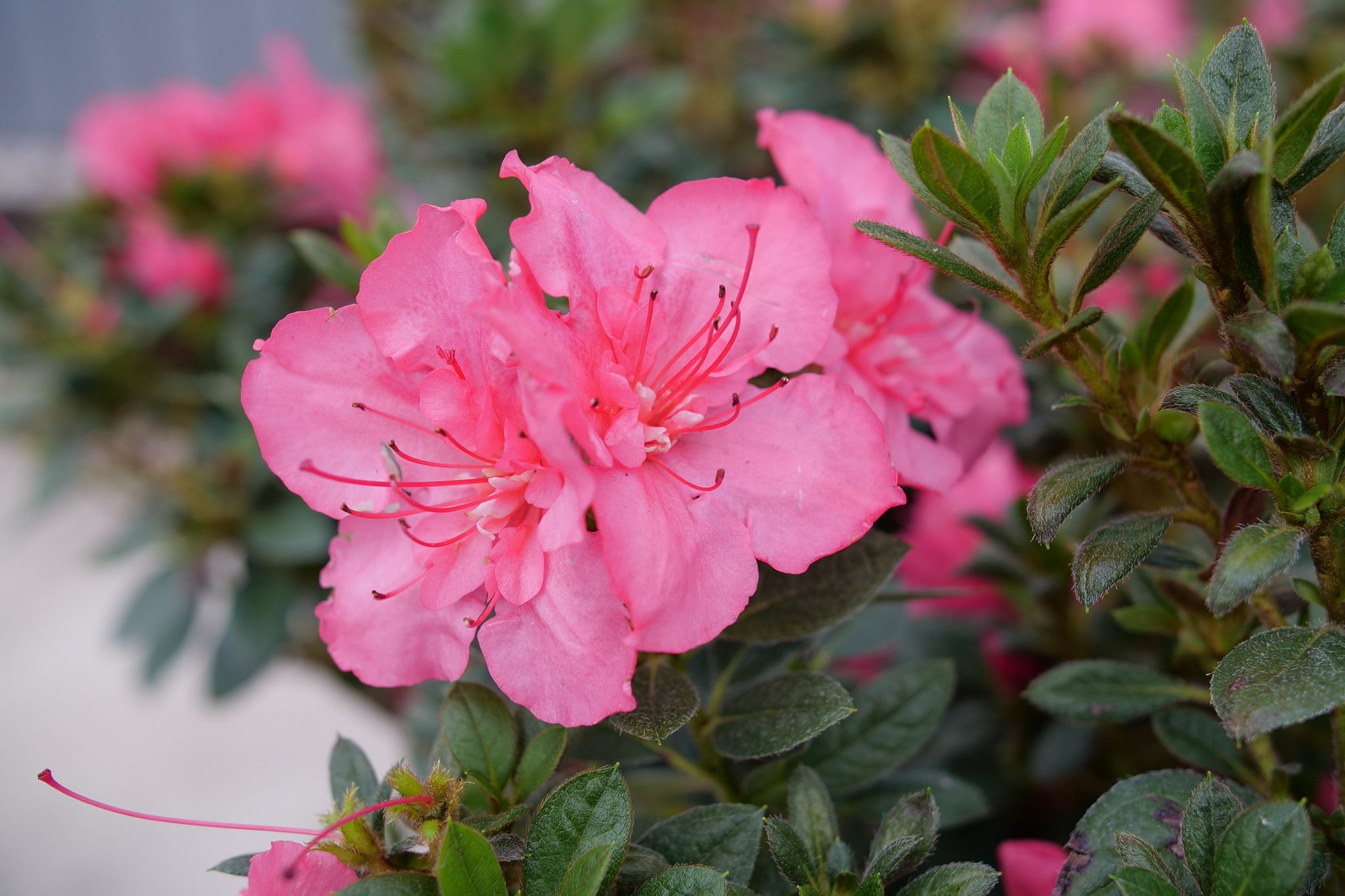 Perfecto Mundo® Epic Coral® Azalea