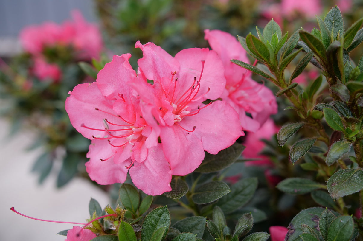 Perfecto Mundo® Epic Coral® Azalea