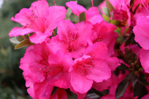 Perfecto Mundo Epic Pink® Reblooming Azalea (Rhododendron x 'NCRX9'), a shrub featuring dense, rounded form.