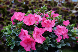Perfecto Mundo Epic Pink® Reblooming Azalea (Rhododendron x 'NCRX9') foliage and growth habit in the landscape.