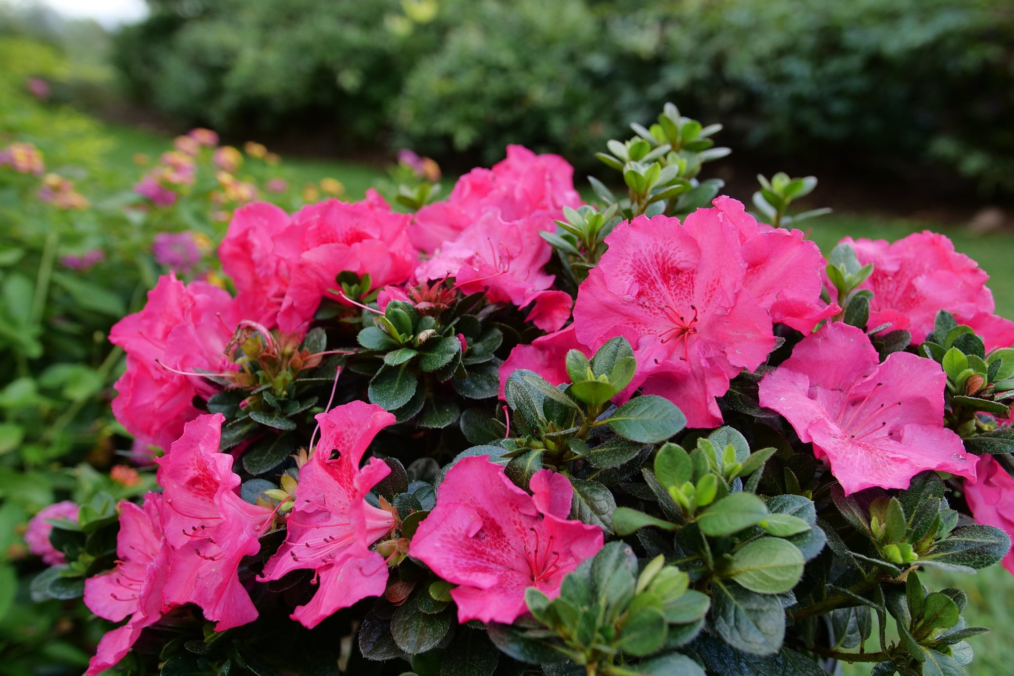 Perfecto Mundo Orange Azalea: Reblooming | Nature Hills
