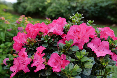 Detail view of Perfecto Mundo Epic Pink® Reblooming Azalea (Rhododendron x 'NCRX9') showing plant structure and foliage.