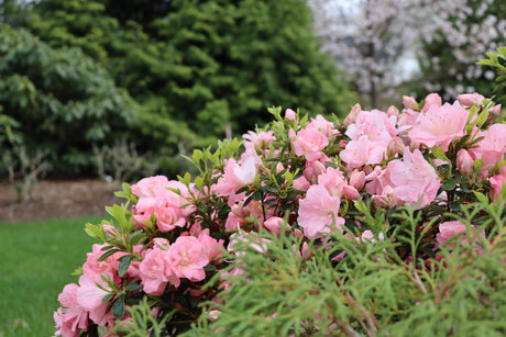 Detail view of Perfecto Mundo Pink Carpet® Reblooming Azalea (Rhododendron x 'NCRX11') showing plant structure and foliage.