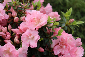 Perfecto Mundo Pink Carpet® Reblooming Azalea (Rhododendron x 'NCRX11'), a shrub featuring dense, rounded form.