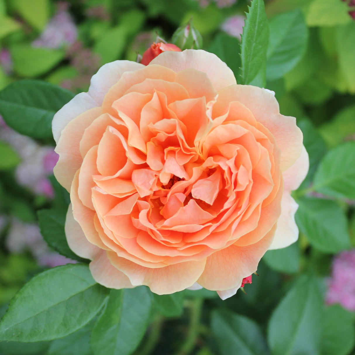 Peach-colored rose with green leaves and blurred flowers in the background