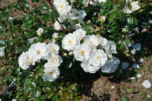 Oso Easy Ice Bay® Landscape Rose (Rosa 'Bozmillwin') growing in a garden landscape, showing mature shrub form.