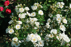 Oso Easy Ice Bay® Landscape Rose (Rosa 'Bozmillwin'), a shrub featuring climbing, erect form.
