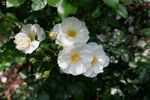 Detail view of Oso Easy Ice Bay® Landscape Rose (Rosa 'Bozmillwin') showing plant structure and foliage.