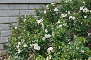 Oso Easy Ice Bay® Landscape Rose (Rosa 'Bozmillwin') foliage and growth habit in the landscape.