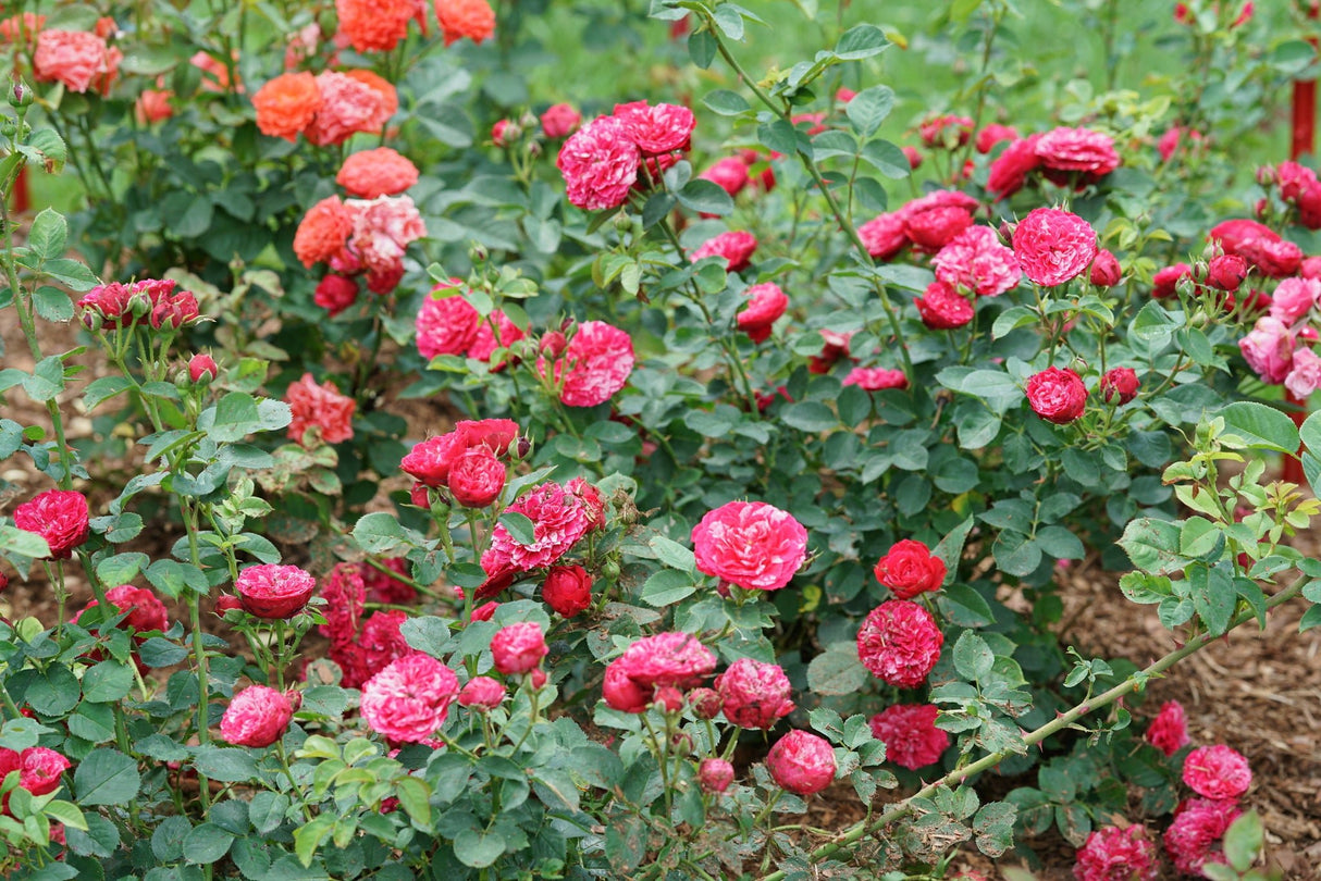Oso Easy Red Stripe® Landscape Rose (Rosa x 'Bozkonsfre') growing in a garden landscape, showing mature shrub form.
