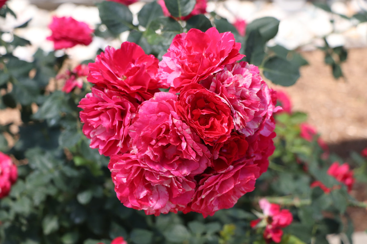 Oso Easy Red Stripe® Landscape Rose (Rosa x 'Bozkonsfre') foliage and growth habit in the landscape.