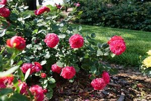 Detail view of Oso Easy Red Stripe® Landscape Rose (Rosa x 'Bozkonsfre') showing plant structure and foliage.