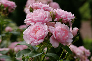 Reminiscent® Pink Rose