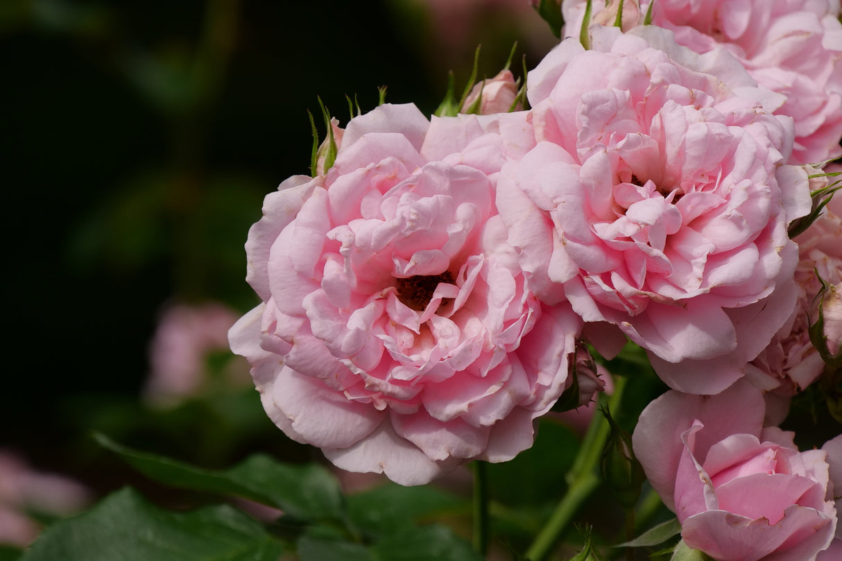 Reminiscent® Pink Rose