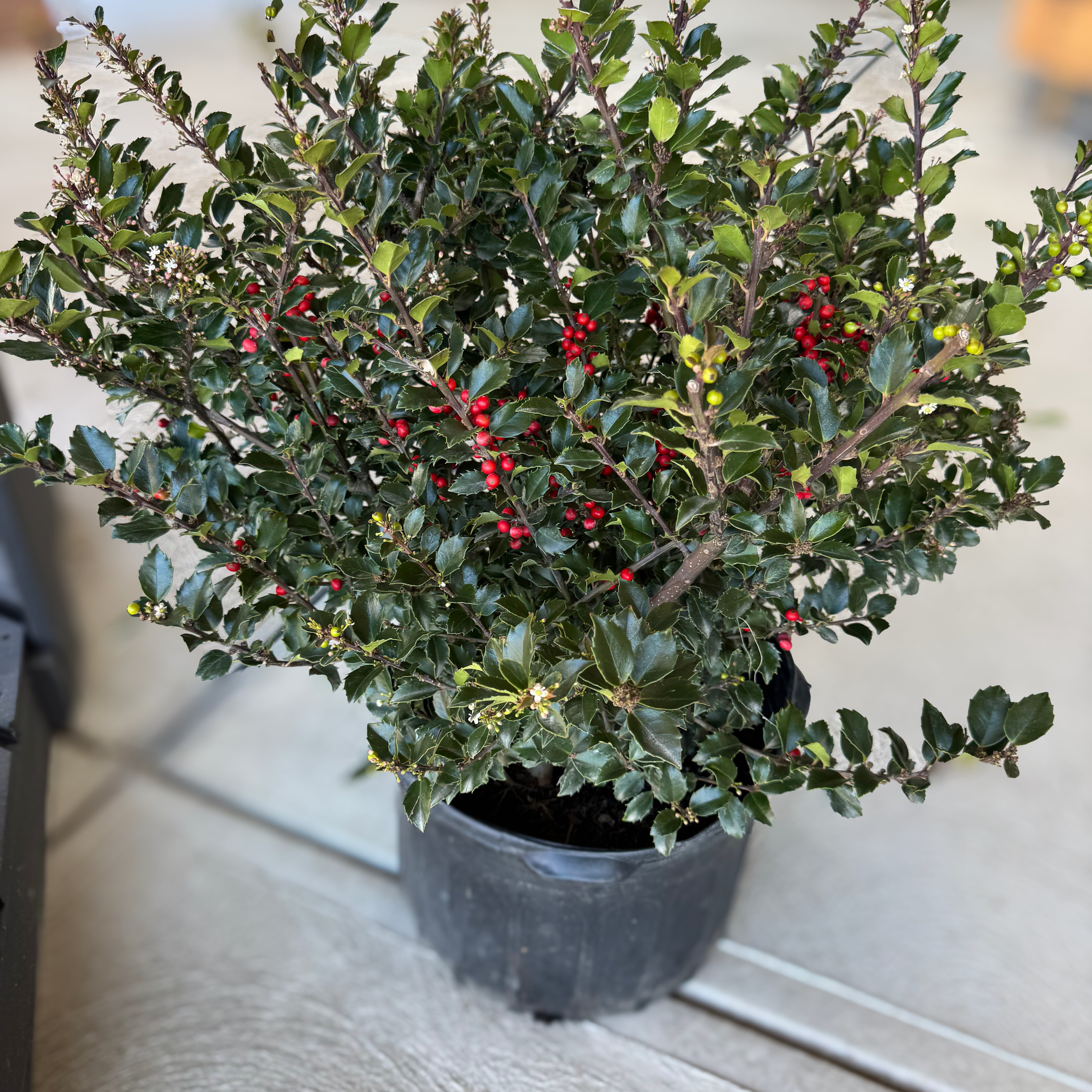 The Royal Family Holly set ensures vibrant red berries and lush evergreen foliage. A perfect Christmas duo that adds festive charm and year-round beauty to any garden or holiday display.