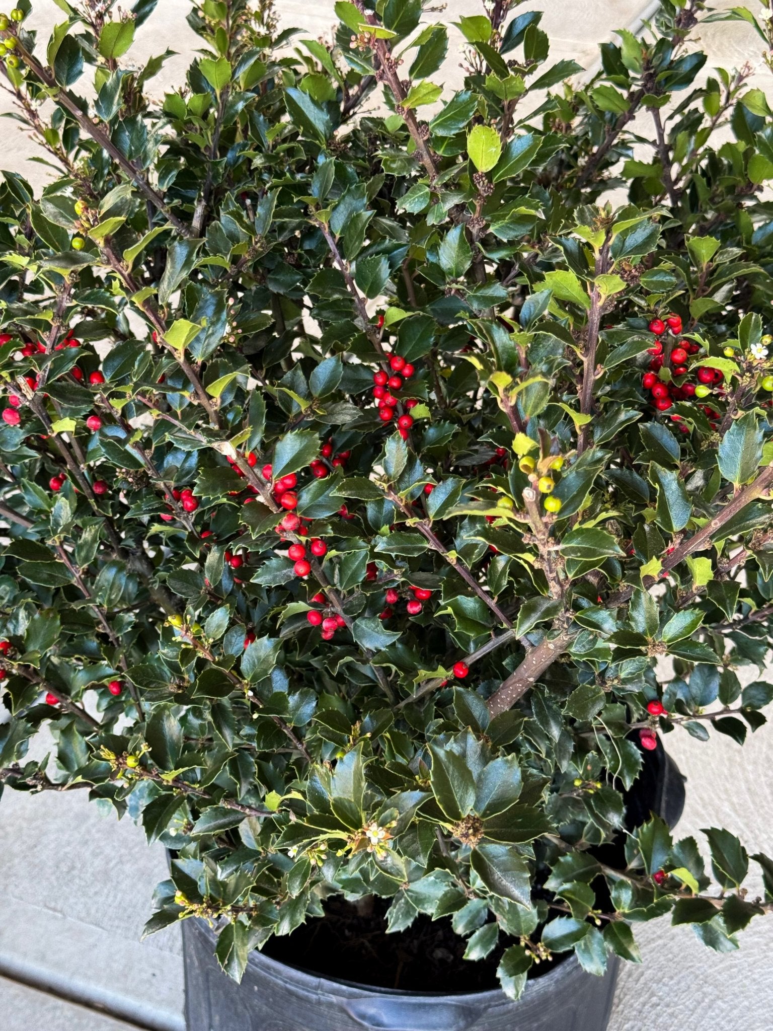 Royal Family Holly Combo | Buy at NatureHills.com