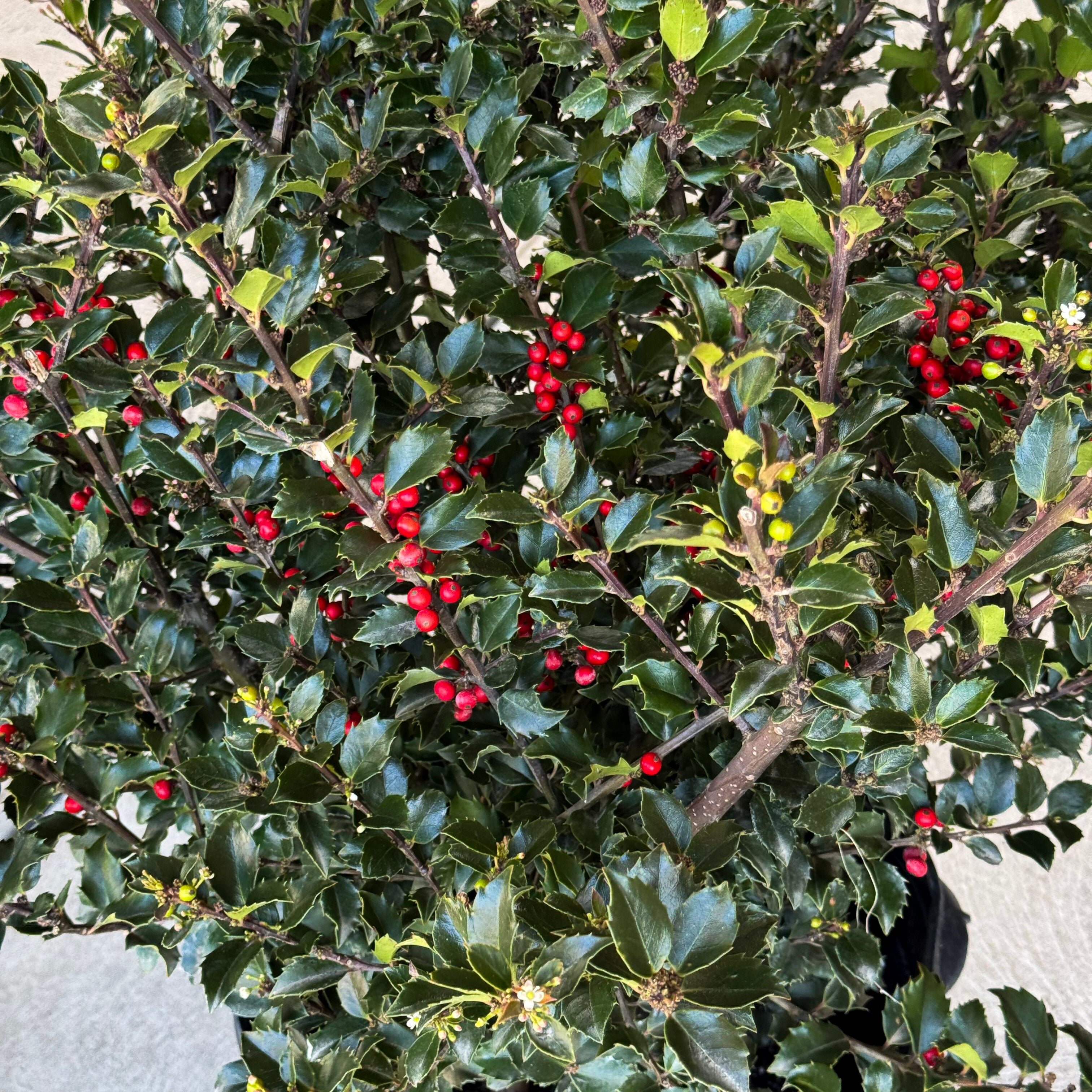 The Royal Family Holly set ensures vibrant red berries and lush evergreen foliage. A perfect Christmas duo that adds festive charm and year-round beauty to any garden or holiday display.