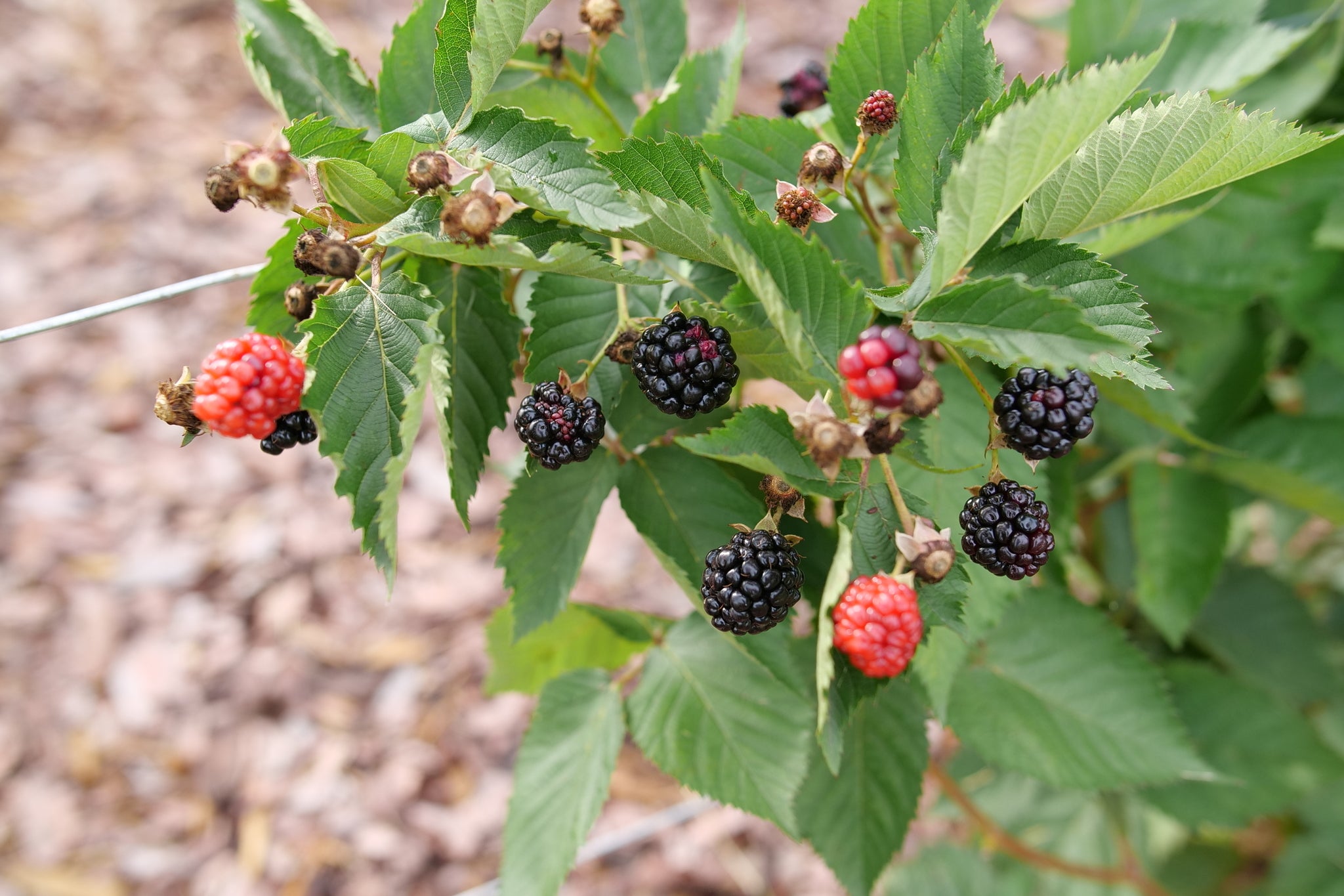 Taste of Heaven® Blackberry | Sweet Thornless Berries | Nature Hills